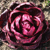 Radicchio 'Grumolo Rosso'