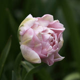 Tulip 'Finola'