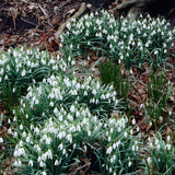 Snowdrop
