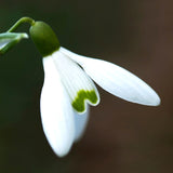 Snowdrop