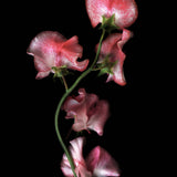 Sweet Pea 'Mars'