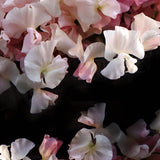 Sweet Pea 'Spring Sunshine Nancy'