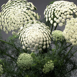 Bishop's Weed 'Green Mist