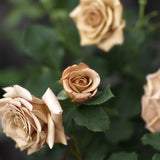 Hybrid tea rose ‘Honey Dijon’ Bare-root