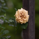 Hybrid tea rose ‘Honey Dijon’ Bare-root