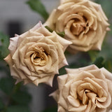 Hybrid tea rose ‘Honey Dijon’ Bare-root
