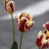 Tulip 'Grand Perfection'