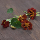 Nasturtium 'Black Velvet'