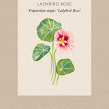 Nasturtium 'Ladybird Rose'