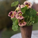 Nasturtium 'Ladybird Rose'