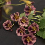 Nasturtium 'Ladybird Rose'