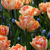 Tulip 'Foxy Foxtrot'