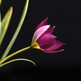 Tulip 'Persian Pearl'
