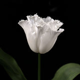 Tulip 'Honeymoon'