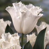 Tulip 'Honeymoon'