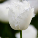 Tulip 'Honeymoon'