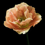Tulip 'Charming Beauty'