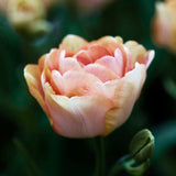 Tulip 'Charming Beauty'
