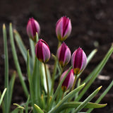 Tulip 'Persian Pearl'