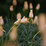 Tulip 'Bronze Charm'