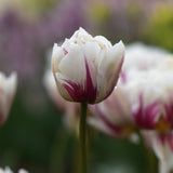 Tulip 'Flaming Margarita'