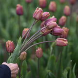 Tulip 'Purple Rain'