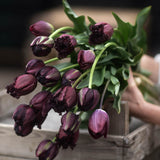 Tulip Mix 'Black Stream'