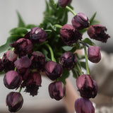 Tulip Mix 'Black Stream'