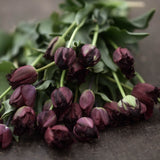Tulip Mix 'Black Stream'