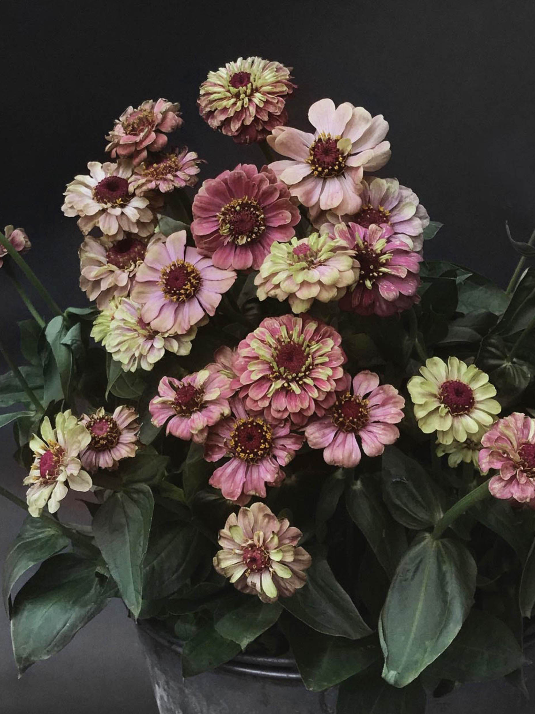 Zinnia 'Queeny Red Lime' – Zetas Garden - Online Store