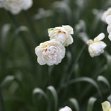 Daffodil 'Acropolis'