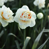Daffodil 'Acropolis'