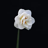 Daffodil 'Acropolis'