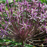 Allium 'Albopilosum'