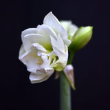 Amaryllislök 'White Amadeus'