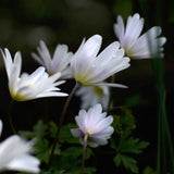 Anemone 'White Splendour'