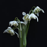 Double Snowdrop 'Flore Pleno'