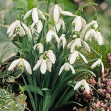 Snowdrop