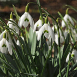 Snowdrop