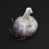 Garlic 'Germidour'