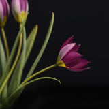 Tulip 'Persian Pearl'