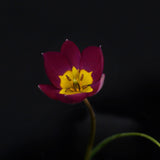 Tulip 'Persian Pearl'