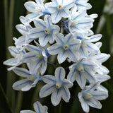 Puschkinia scilloides