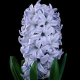 Hyacinth 'Sky Jacket'