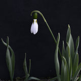 Snowdrop