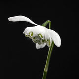 Double Snowdrop 'Flore Pleno'