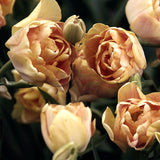 Tulip 'Charming Beauty'