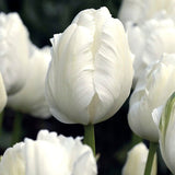 Tulip 'White Parrot'