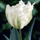 Tulip 'White Parrot'