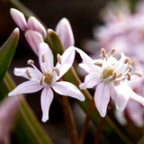 Scilla 'Rosea'